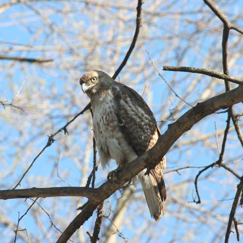 Small Red-Tail Hawk